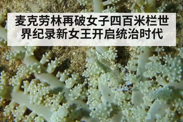 麦克劳林再破女子四百米栏世界纪录新女王开启统治时代